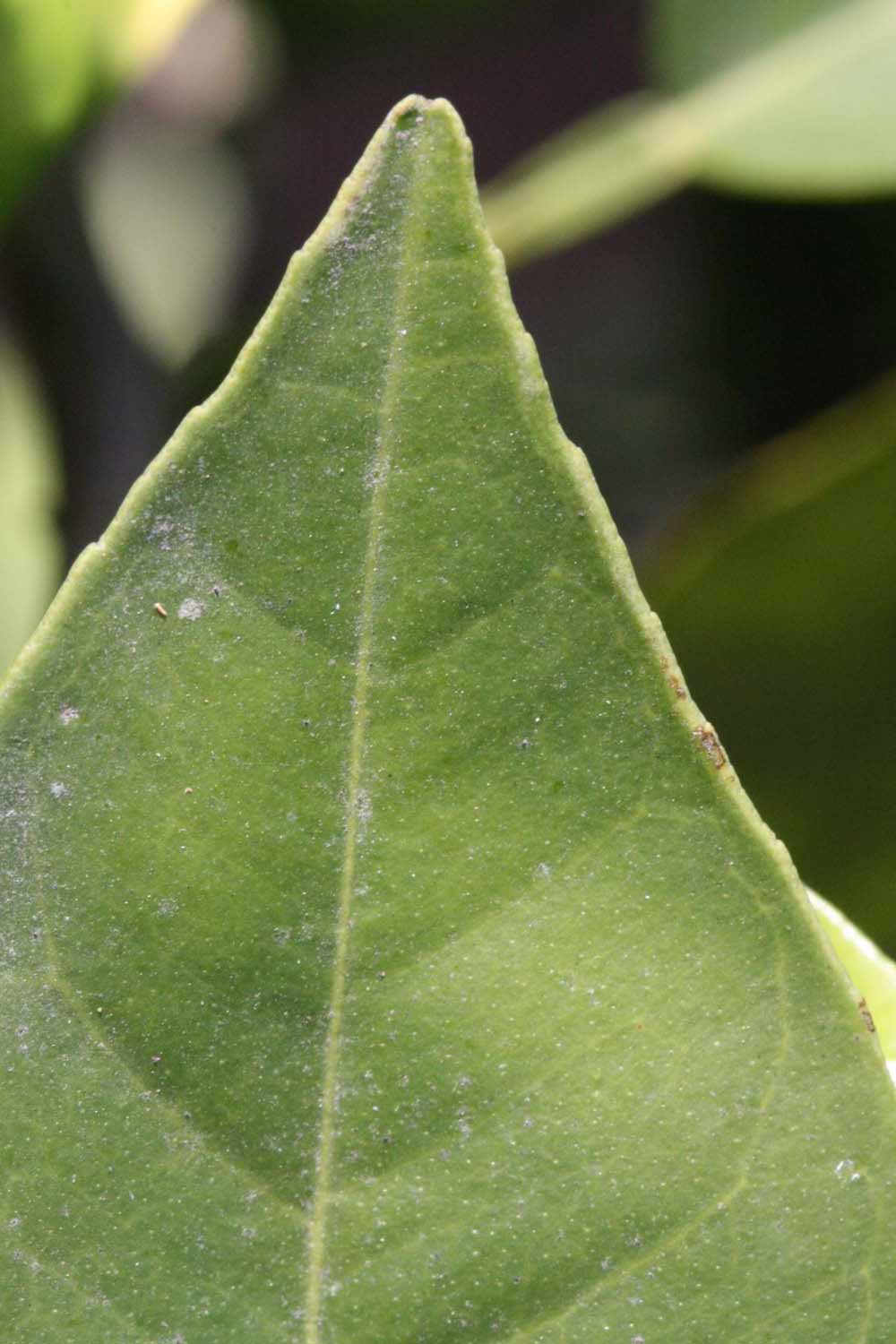              Margin (Riverside, CA)       